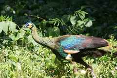 Pavo muticus