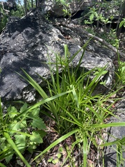 Cyperus leptocladus
