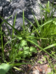 Cyperus leptocladus