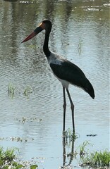 Ephippiorhynchus senegalensis