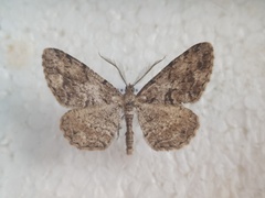 Peribatodes secundaria