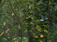 Pseudocercospora kaki