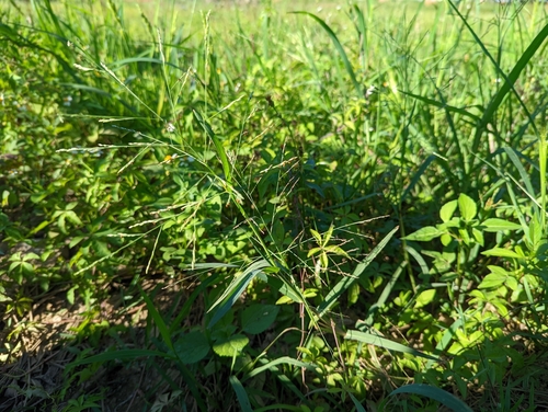 Panicum paludosum iNat (1)