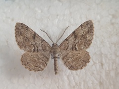 Peribatodes secundaria