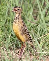 Macronyx capensis colletti