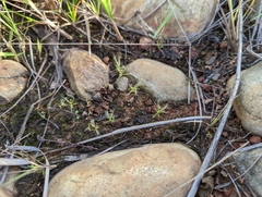 Drosera finlaysoniana