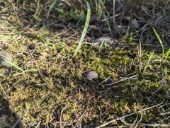 Drosera finlaysoniana