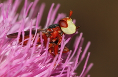 Myopa dorsalis
