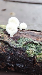 Panellus pusillus