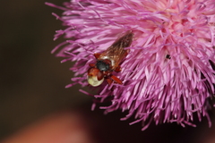 Myopa dorsalis