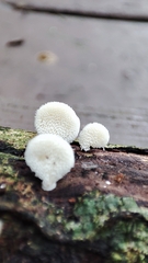 Panellus pusillus