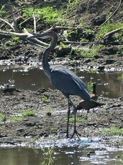 Ardea goliath