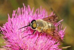 Pangonius pyritosus