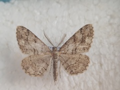 Peribatodes secundaria