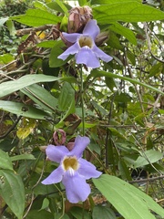 Thunbergia laurifolia