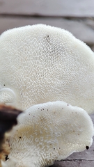 Panellus pusillus