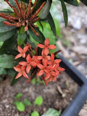 Ixora coccinea
