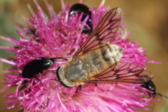 Pangonius pyritosus