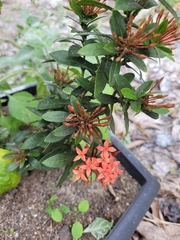 Ixora coccinea