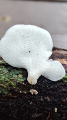 Panellus pusillus