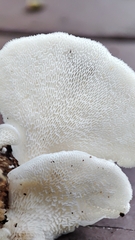 Panellus pusillus