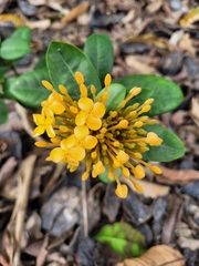 Ixora coccinea