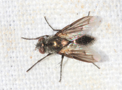 Periscepsia carbonaria