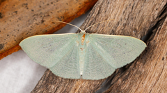 Prasinocyma ocyptera