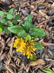 Ixora coccinea