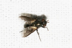 Periscepsia carbonaria