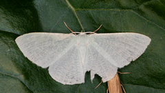 Prasinocyma ocyptera