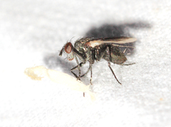 Periscepsia carbonaria