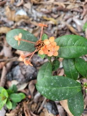 Ixora coccinea