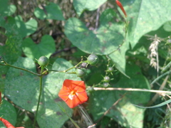 Ipomoea hederifolia