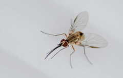 Phthiria gaedii