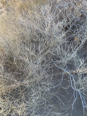 Psorothamnus scoparius