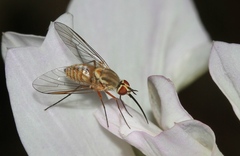 Phthiria gaedii