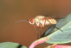 Phthiria gaedii