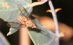 Phthiria gaedii