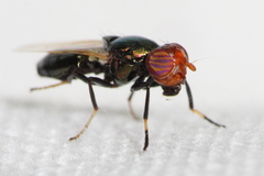 Physiphora alceae