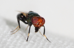 Physiphora alceae