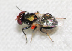 Physiphora alceae