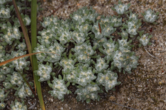 Actinobole