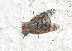 Platystoma