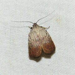 Tortricopsis pyroptis