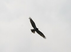 Circaetus pectoralis