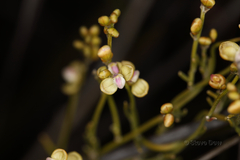 Comesperma integerrimum