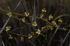 Comesperma integerrimum
