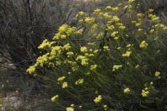 Glischrocaryon aureum