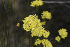 Glischrocaryon aureum